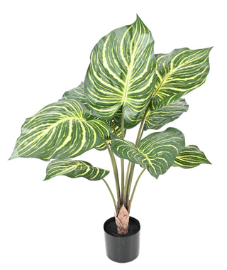Grandes plantes d'intérieur
