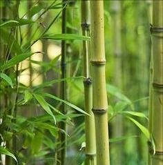 bambou plante artificielle fausse plantes