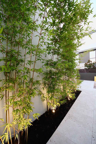 plante bambou artificielle fausse plantes
