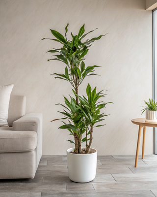 Dracaena Janet Lind - 160cm