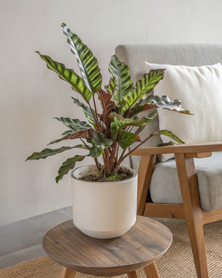 Plante Paon - 45cm