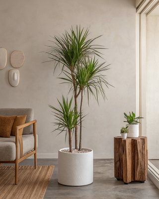 plante intérieur décoration appartement maison dragonnier 